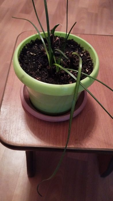 Продам комнатные цветы