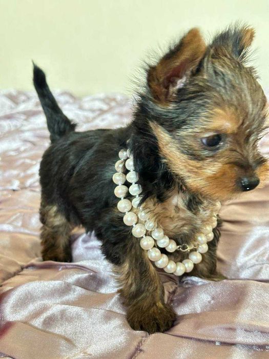 Кученца йоркширски териер