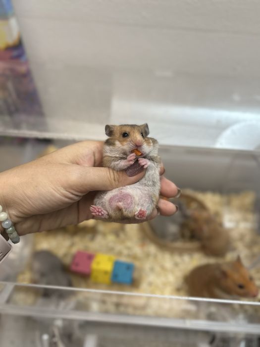 Новая клетка для хомяка