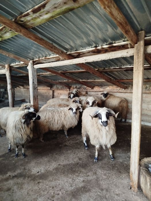 Vând 10 oi și 2 berbeci