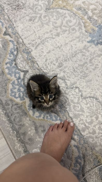 Котенок мальчик игривый