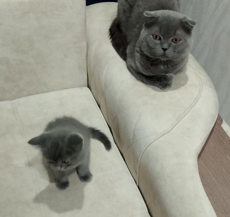 Продам Шотландского котика