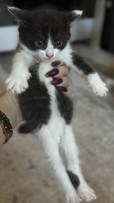 Отдам котенка мальчика