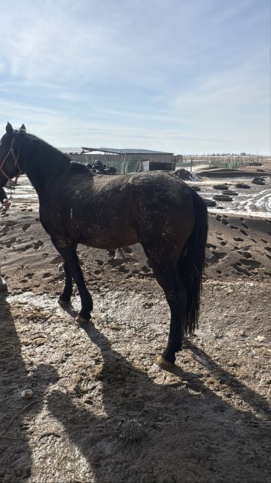 Пишпе Айгыр сатылады
