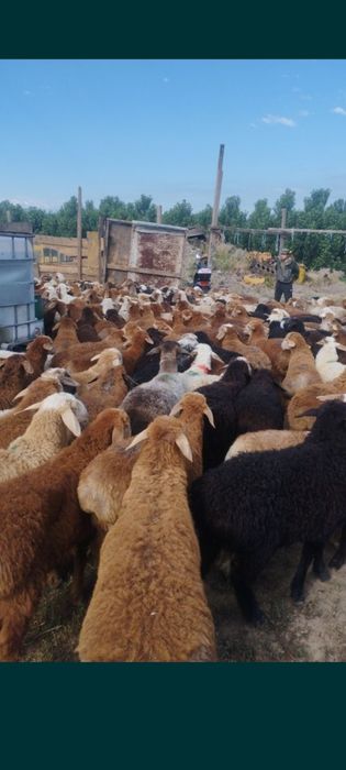 Бараны Кой қой баран  имеется достовка по городу г Алматы