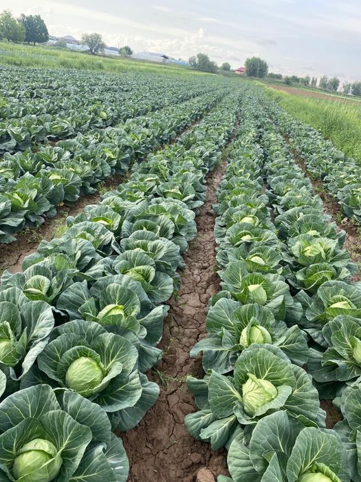 Капуста сатылады