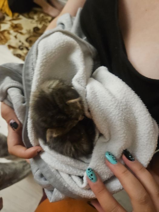Котенок мальчик ищет дом