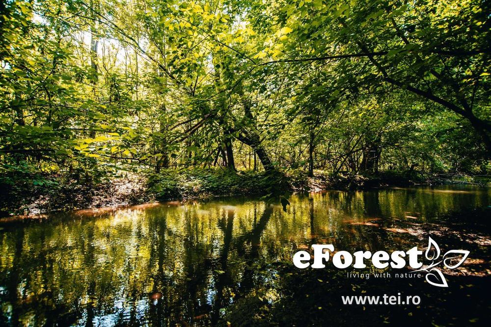 Loturi de casă 720 - 900 mp, langă Pădure în eForest, acces asfaltat