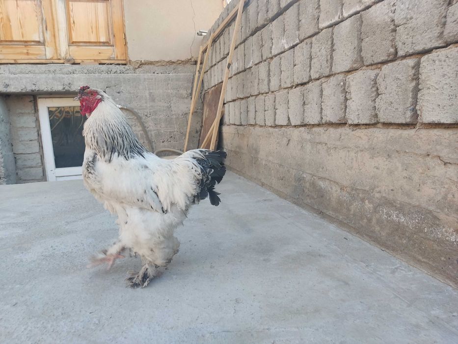 Брамалар ва Джерси гигант