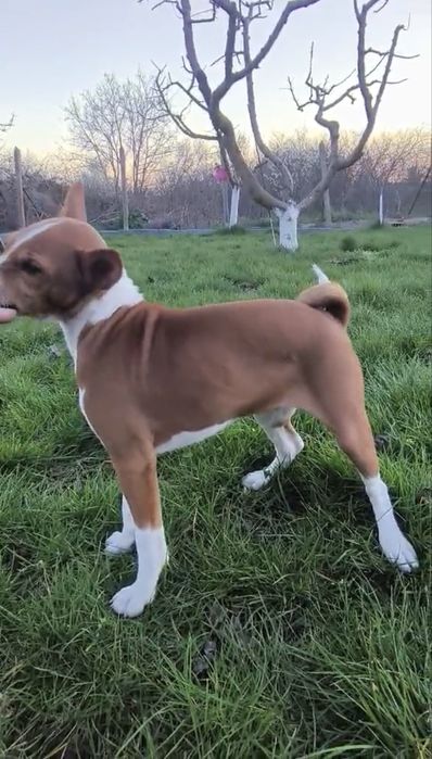 Кученца порода basenji