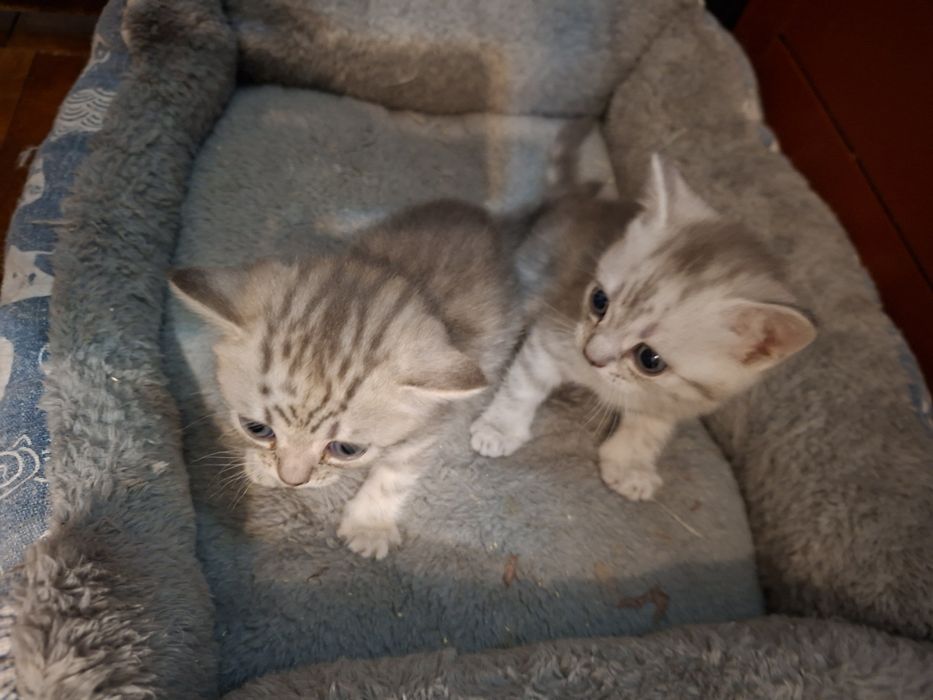 Котята шотландцы
