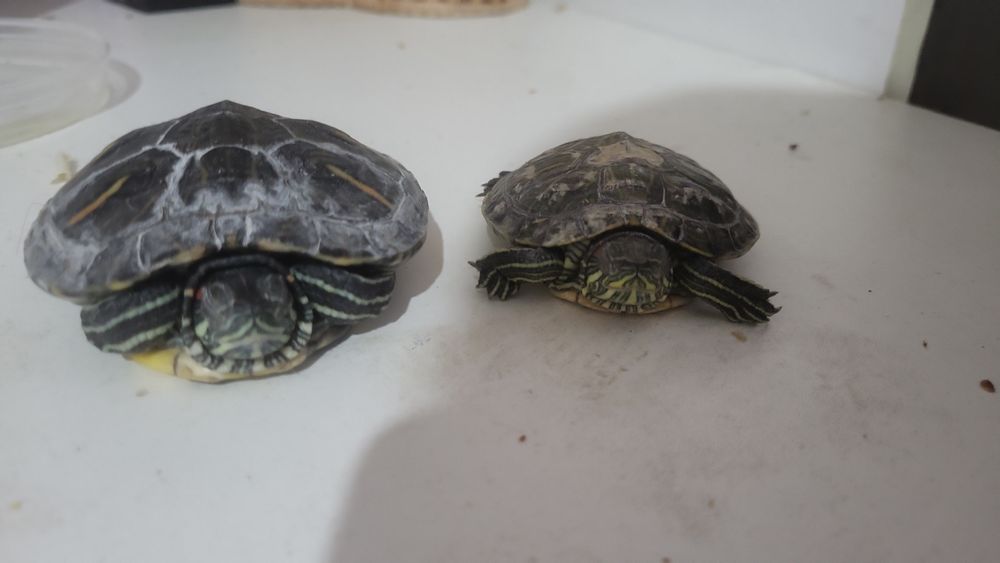 Продам красноухих черепах