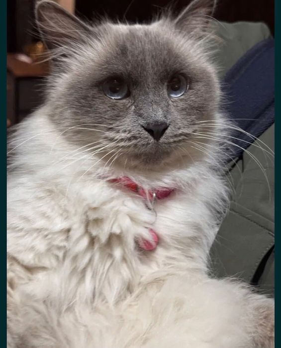 Кошечка бесплатно даром