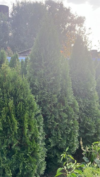 Туя смаракта, ель