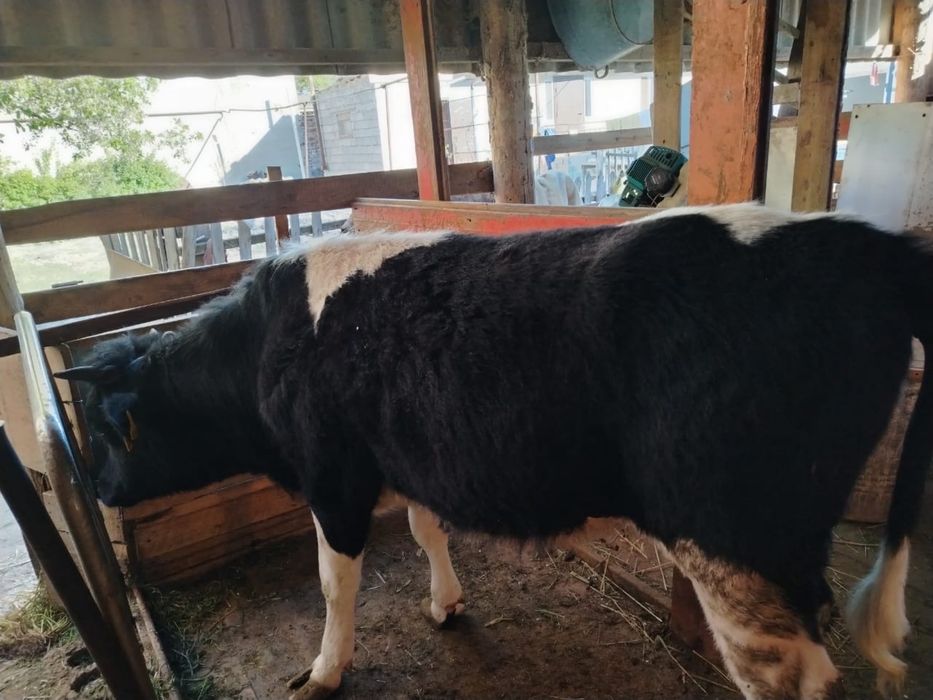 Тана сатылады 1 жас 3 ай