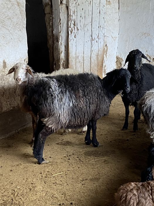 Қой сатылады,семіз