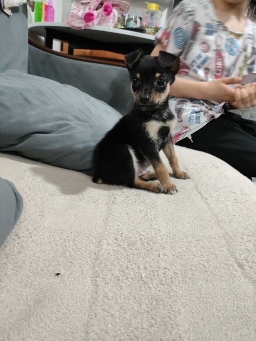 Собака Той Терьер