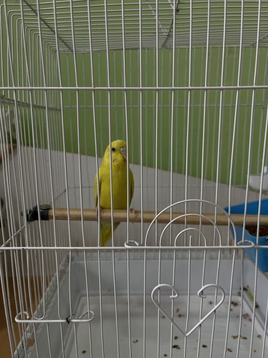 Волнистый попугай