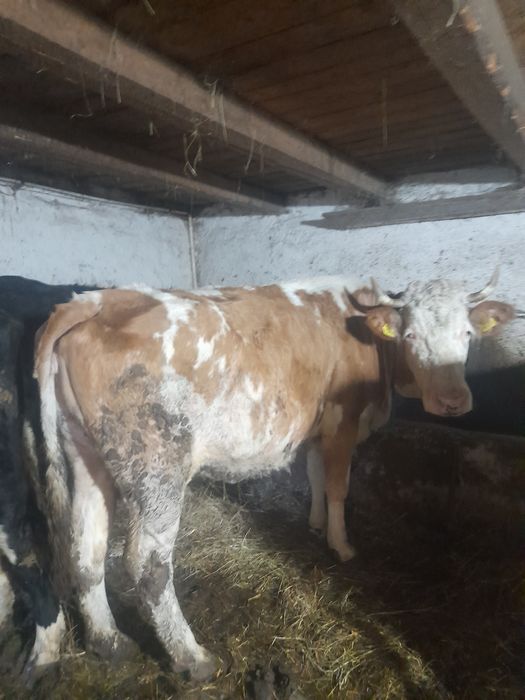 Vând vacă de 7 ani