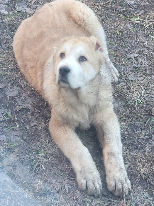 Алабай щенок продам