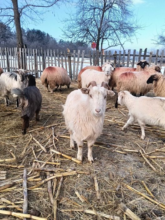 Vând capre de ținut