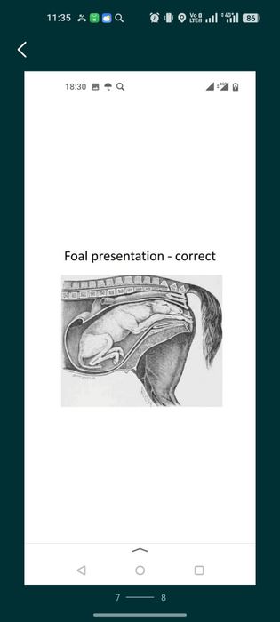 УЗИ для животных лошадей и коровы