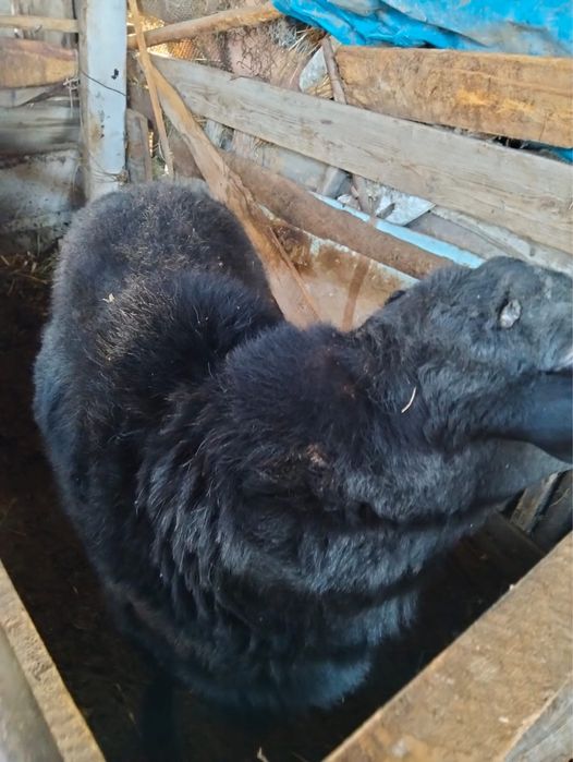 2 бычка и большой кочкар