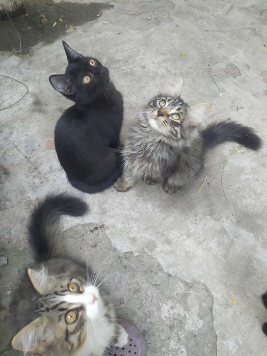 Срочно отдам котят в добрые руки