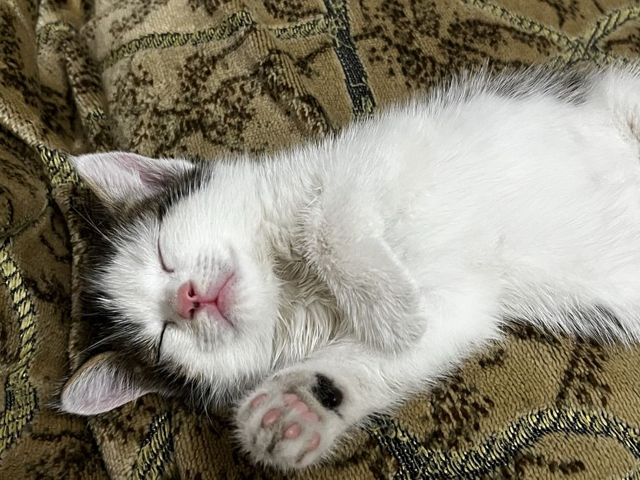 Котенок в добрые руки