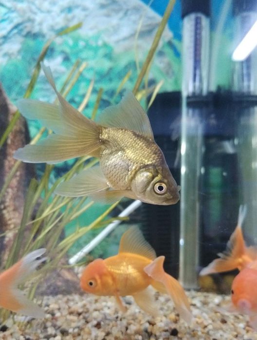 Продам аквариумные рыбок