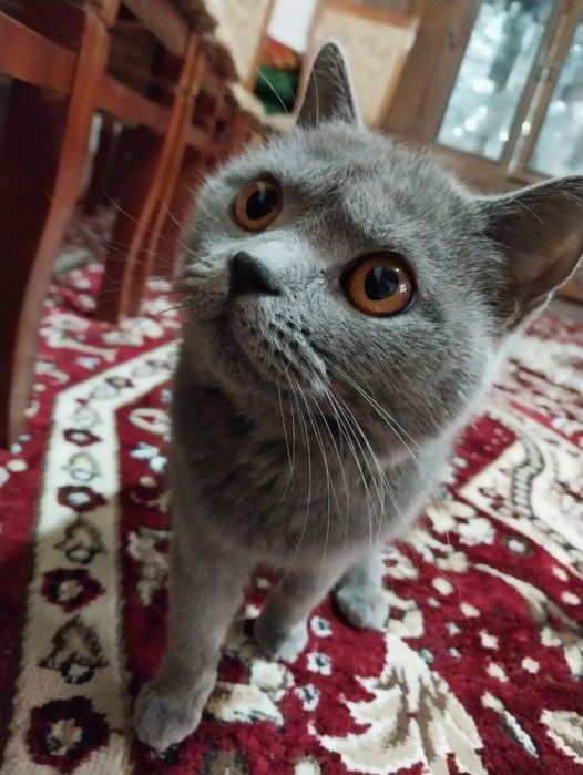 Скотиш страйт 8 ойлик йувош