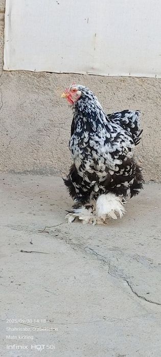 bramalar sotiladi zoti toza