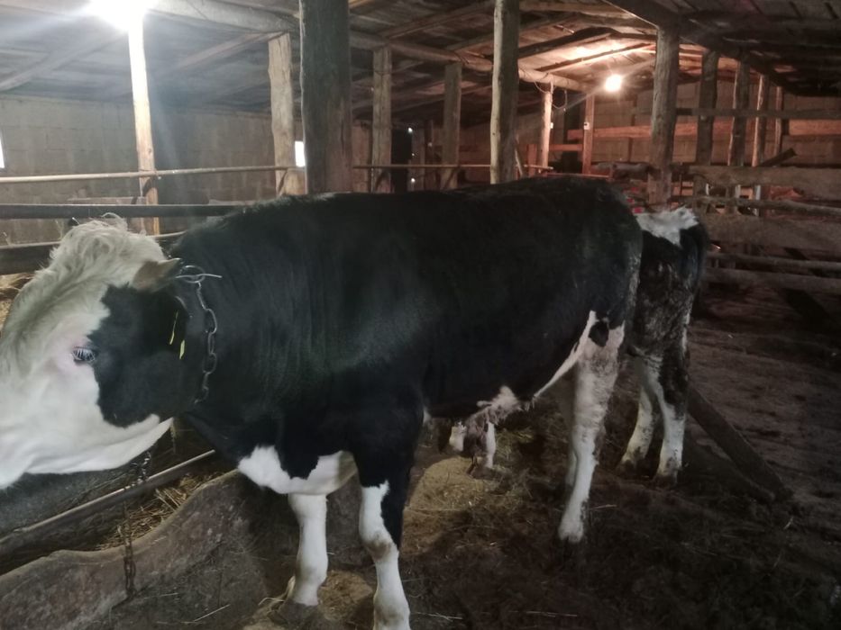 Бұқа тайынша сатылады