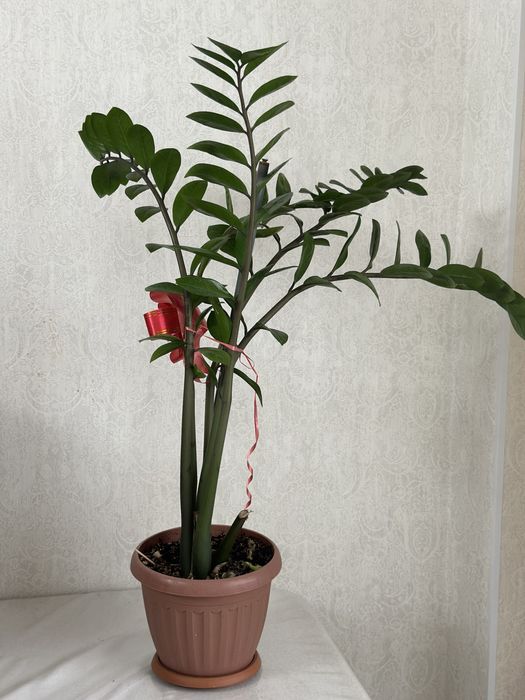 Долларовое дерево (замиокулькас)