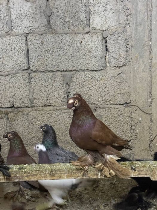 Dekorativ bezak kaptarlar sotiladi