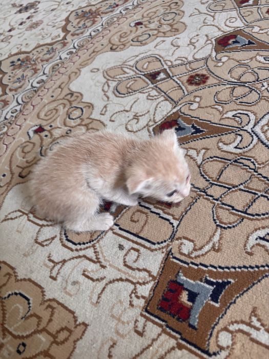 Отдам в добрые руки котят