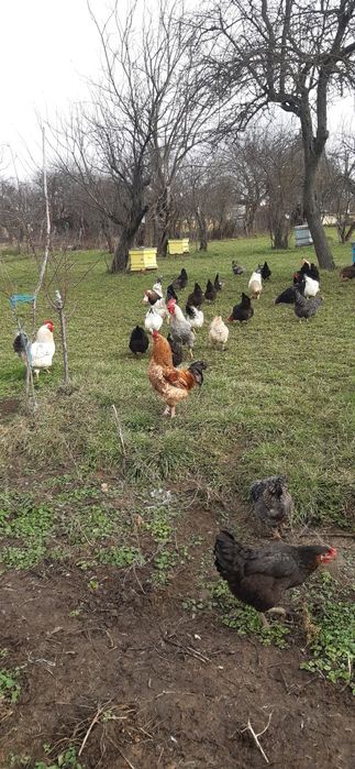 Продавам Петли ( област Търговище)