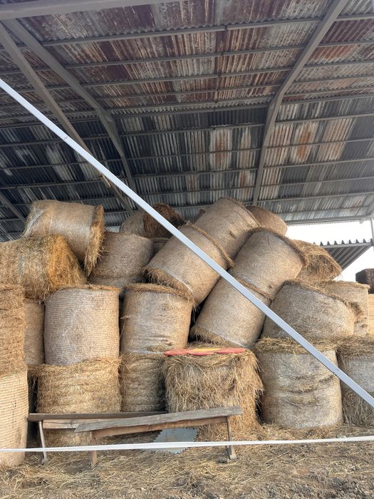 Vand baloti de fan / paie / tulei