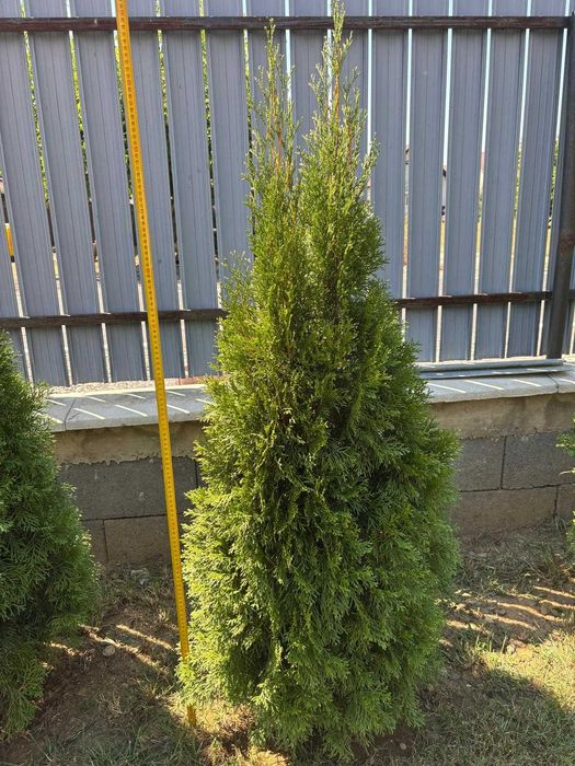 Vând tuia cu înălțimea între 120–150 cm