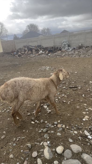 10 айлык еркек козы сатылады