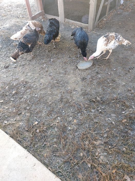 Срочна продам домашных индюков