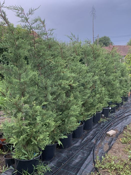 Leylandii -2m+…….110lei …ghiveci 20 litri