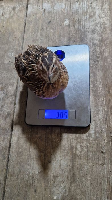 Oua incubat/consum Japoneza Gigant