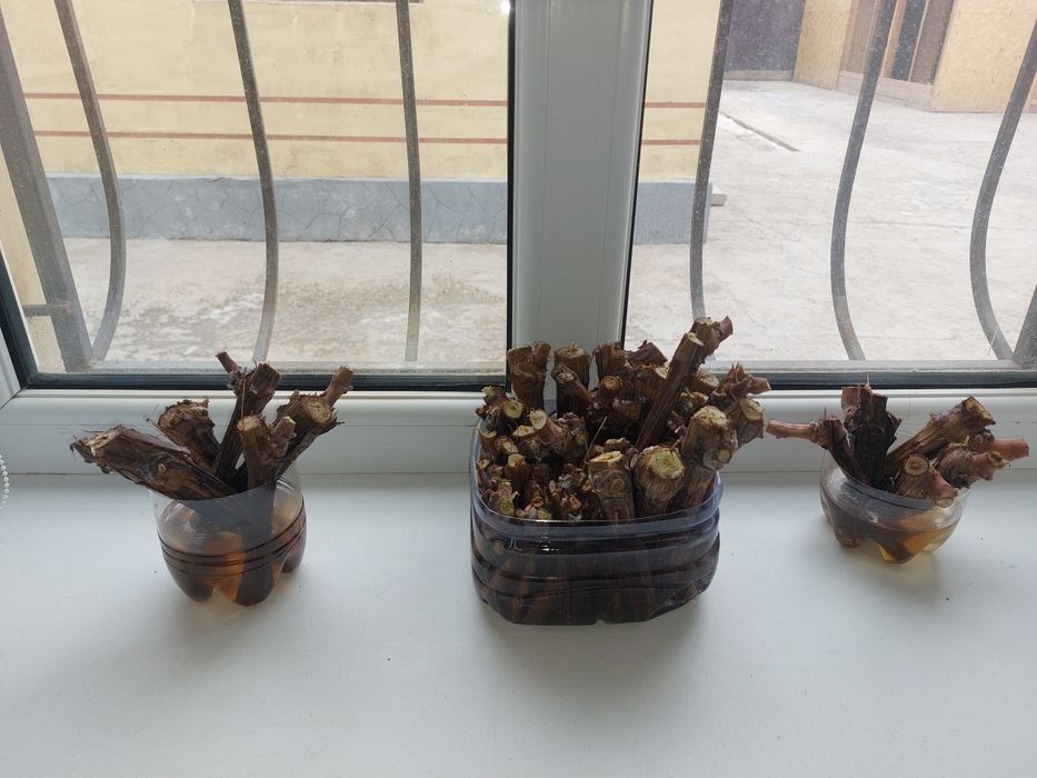 Жүзім көшеттері сатылады.