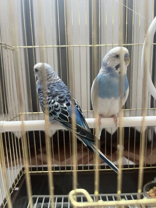 Попугай продам волныстый