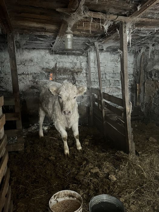 Продам телка Аулекольский