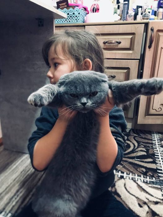 Скоттиш фолд чистая порода 9 мецяс