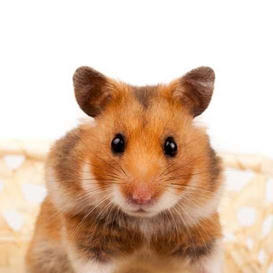 Хомячки сирийские