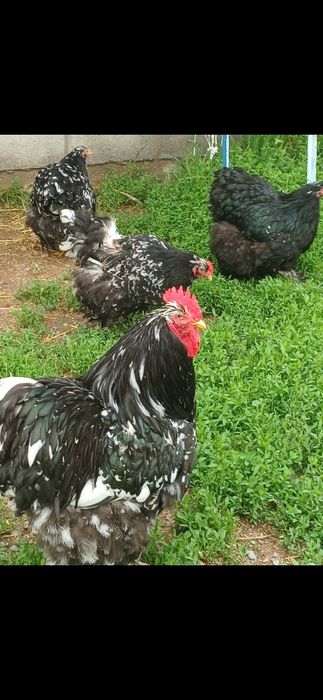 Продам цеплят кохинхин