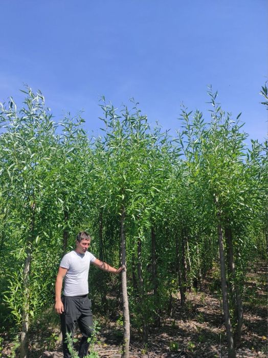 Газон ель озеленение